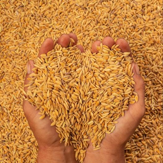 cach cham soc ga do 1 Lúa là thức ăn chính cho gà đá độ