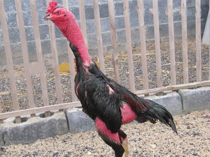 Cách chăm sóc gà đá độ