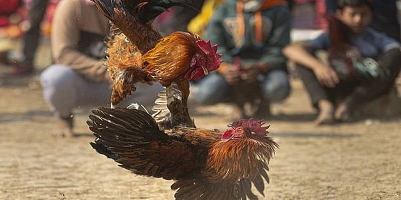 cach da ga mang luon thang 3 thành tích các trận đấu của chiến kê