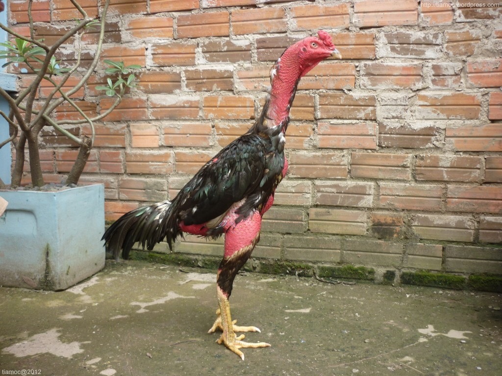 cach giam can cho ga da 1 Gà cần cho tắm nắng và phun nước chè là cách giảm cân cho gà đá hay