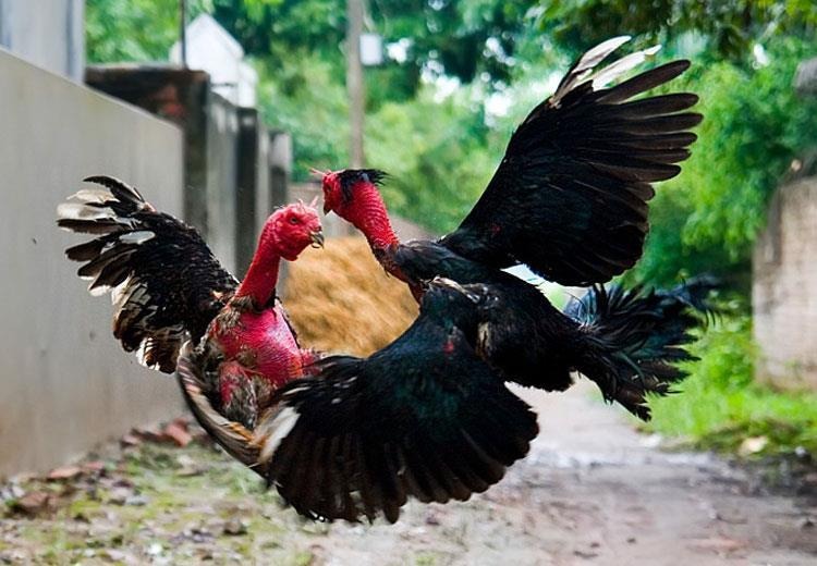 Cách giảm cân cho gà đá