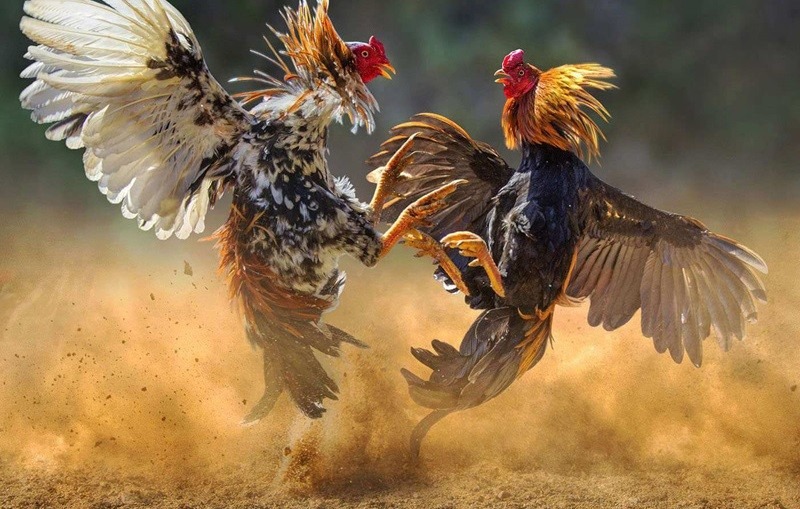 cach huan luyen ga da cua 5 Cách tập luyện cho gà vần hơi