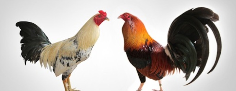 cach nuoi ga da bang thuoc 2 Cách nuôi gà đá bằng thuốc – Thuốc Kích lực