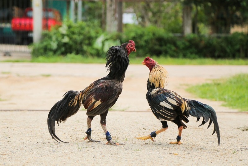 Cách nuôi gà đá bằng thuốc