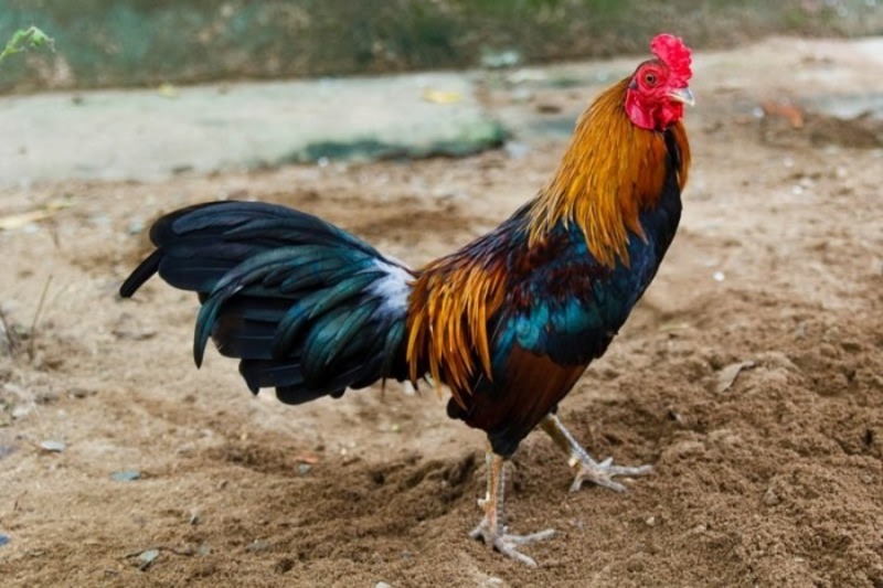 cach nuoi ga tre da co luc 1 Cách nuôi và huấn luyện gà tre đá có lực nhà cái Vinbet