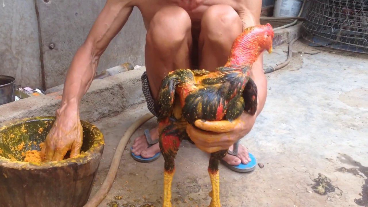 cach pha nghe cho ga da 1 Tác dụng của cách pha nghệ cho gà chọi