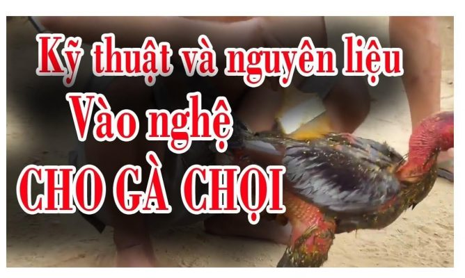 cach pha nghe cho ga da 3 Cách vào nghệ vàng cho gà chọi