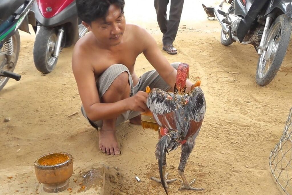 Cách pha nghệ cho gà đá