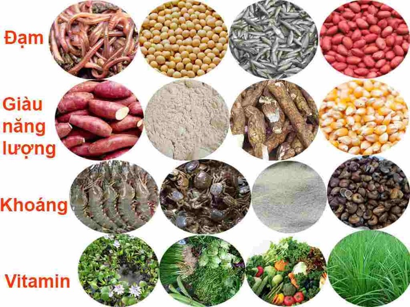 cach pha tron thuc an cho ga da 1 Các loại rau bổ xung