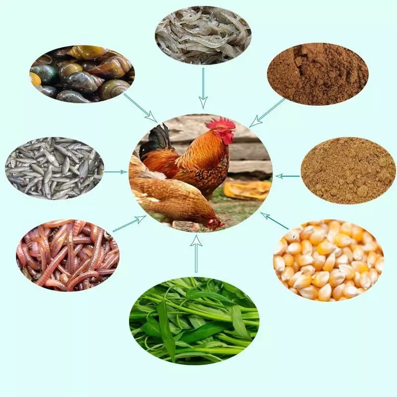 cach pha tron thuc an cho ga da 5 Phần trăm thức ăn gà cung cấp Vitamin