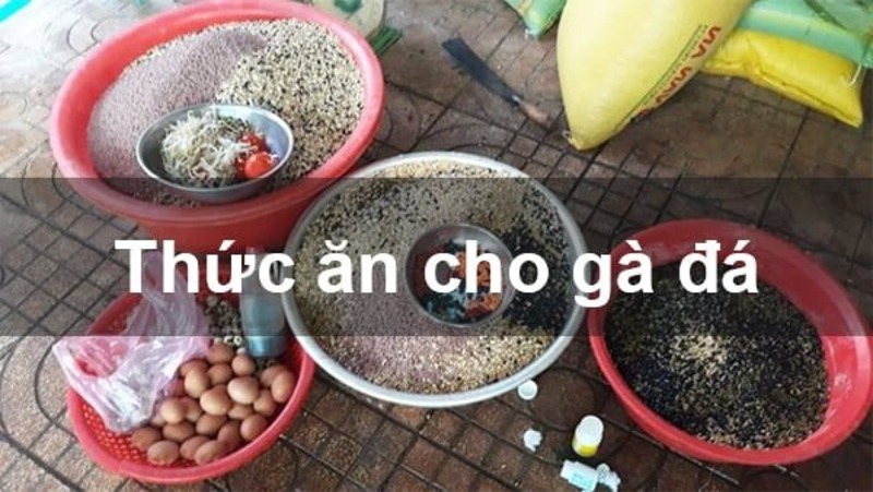 cach pha tron thuc an cho ga da Thức ăn cho gà đá bao gồm những loại gì?