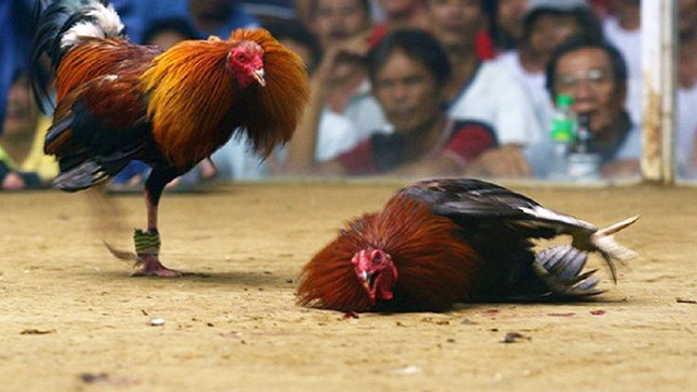 Cách thả gà đá cựa sắt