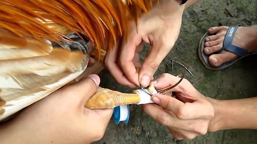 cach trong cua ga da 5 Cách trồng cựa gà đá