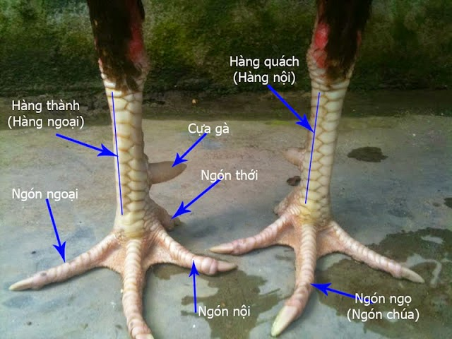 cach xem chan ga da 1 Cách xem chân gà đá như thế nào?