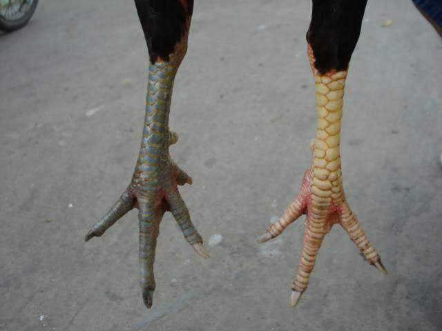 cách xem chân gà đá