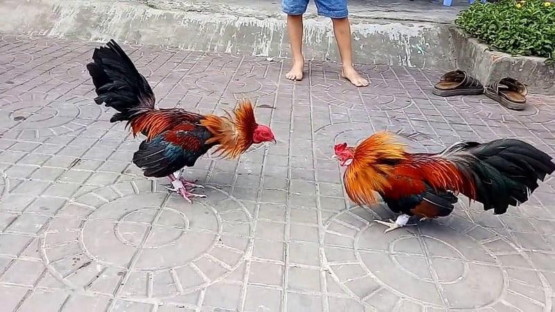 coi da ga truc tiep 1 Khái niệm sơ lược về trận đấu gà trực tiếp