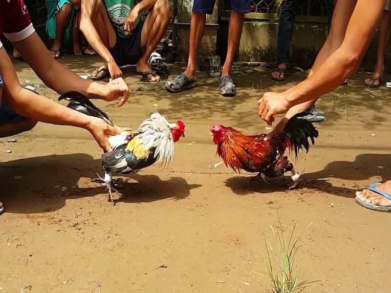 coi da ga truc tiep 2 Thể lệ người chơi cần biết khi coi đá gà trực tiếp