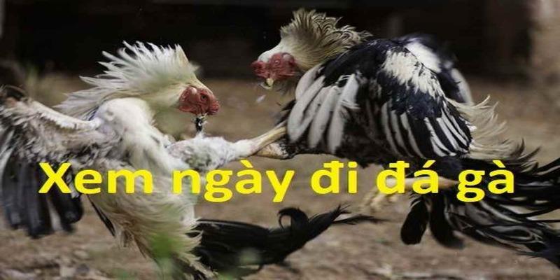 coi ngay da ga 1 Coi ngày đá gà - Lựa chọn ngày tốt để đá gà ngay