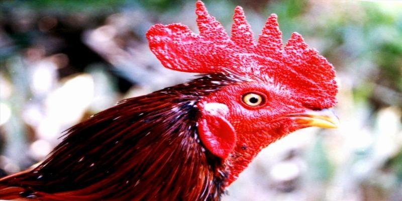 coi ngay da ga 4 Cơ hội chiến thắng dựa vào con gà