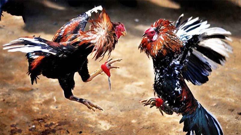 da ga casino 1 Giới thiệu sơ lược về đá gà casino