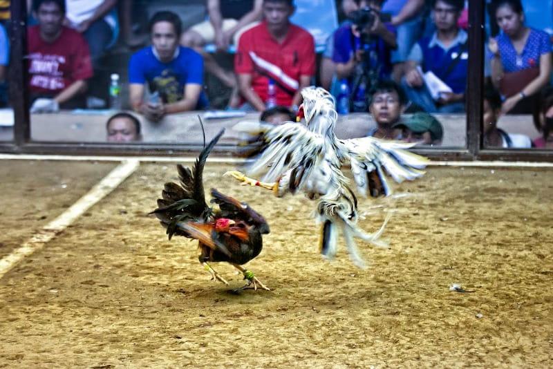 da ga don thai lan 1 Khái niệm sơ lược về đá gà đòn thái lan