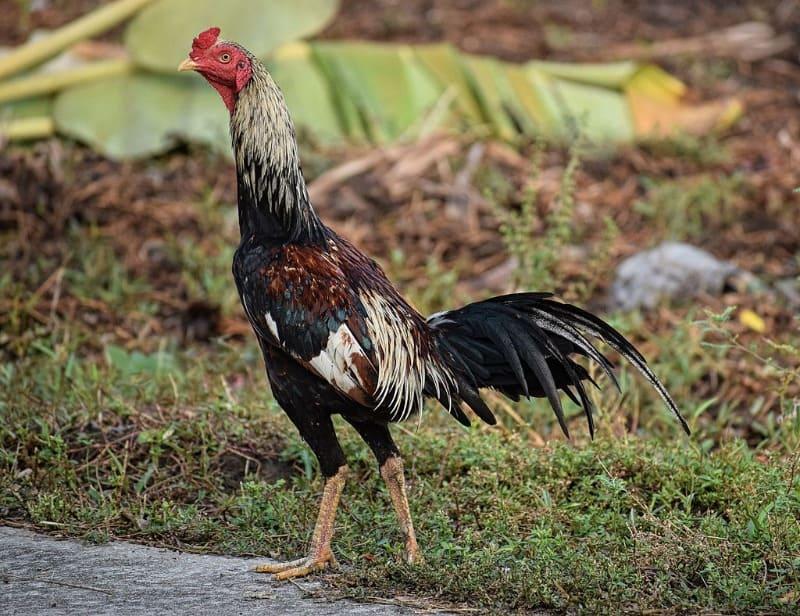 Các trận đá gà đòn thái lan