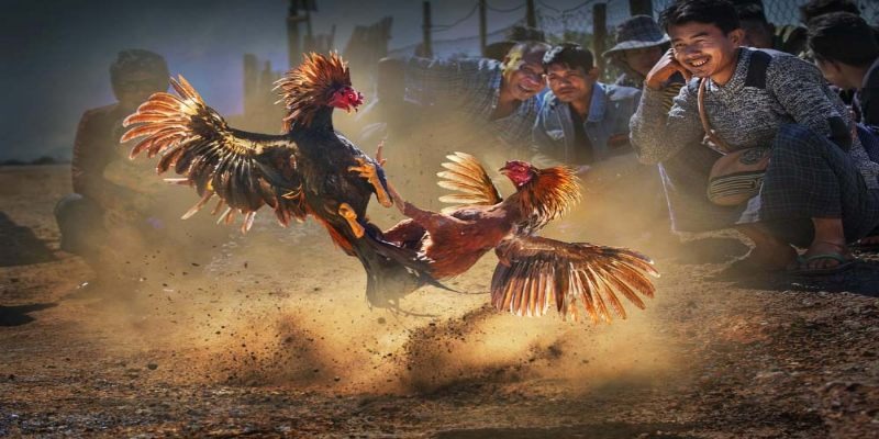 da ga don thai lan 4 Cách chăm sóc cho gà đòn thái lan chuẩn xác nhất