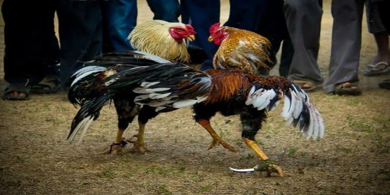 da ga tre 1 Đá gà nơi thắng thua đặt hết vào một chú gà