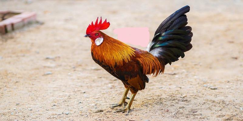 da ga tre 3 Những trận đá gà tre mang lại nhiều cảm xúc