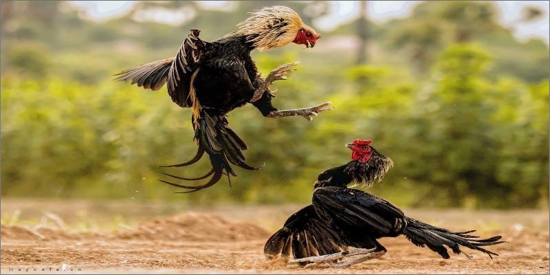 game da ga online 3 Đem đến cho người chơi cơ hội để kiếm tiền dễ dàng