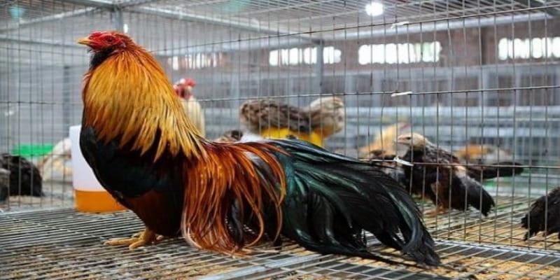 hom nay da ga mau gi ngon 1 Gà ngon màu đẹp chắc chắn thắng