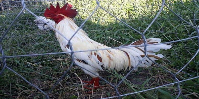hom nay da ga mau gi ngon 2 Màu gà thể hiện tình trạng gà