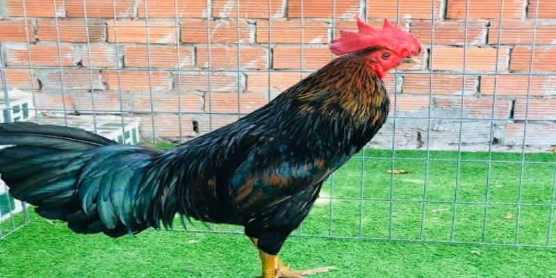 hom nay da ga mau gi ngon 3 Nuôi gà đúng cách sẽ có màu gà đẹp