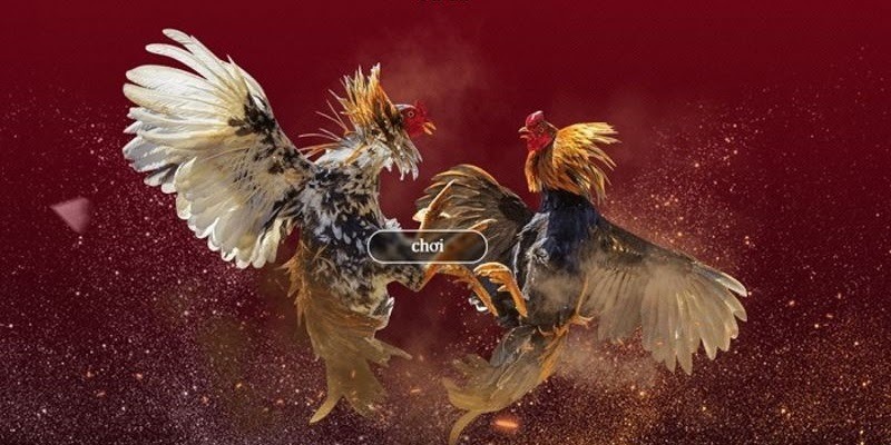 Trang đá gà mạng uy tín